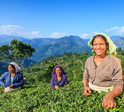 Darjeeling Discovery Tour