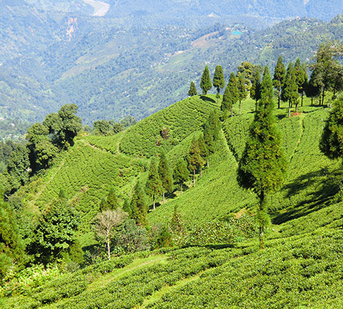 Darjeeling Sikkim Himalayan Escape